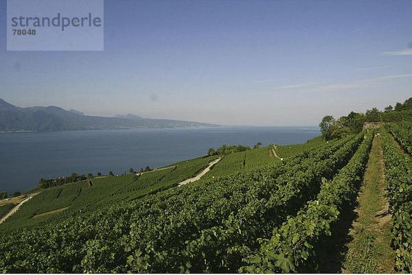 Wasserrand Landschaftlich schön landschaftlich reizvoll Europa Wein See Meer Genfer See Genfersee Lac Leman Schweiz Kanton Waadt