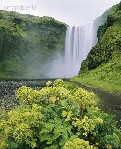 10651077  Felsen  Felsen  Gras  Island  Landschaft  Moss  Natur  Pflanzen  Skogafoss Wasserfall