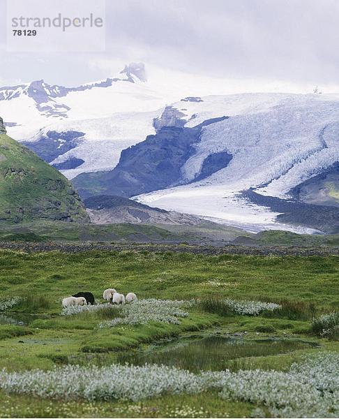 10651081  Berge  Island  Landschaft  Schnee  Skaftafell  Vatnajokull-Gletscher  Moor  Schafe