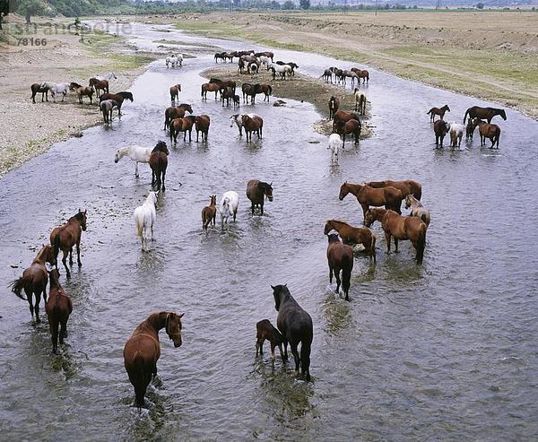 10651141  River  Fluss  Fohlen  Herden  Pferde  take it easy  entspannen  Rumänien  Getränke  Wasser
