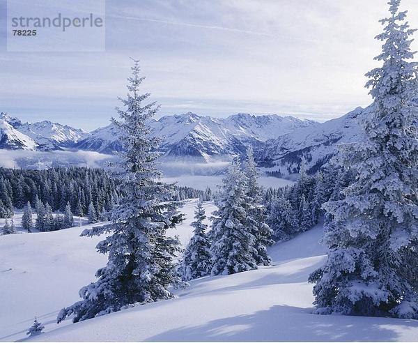 Landschaftlich schön landschaftlich reizvoll Berg Baum schwarz Alpen Berner Oberland Kanton Bern Schnee Nebelmeer
