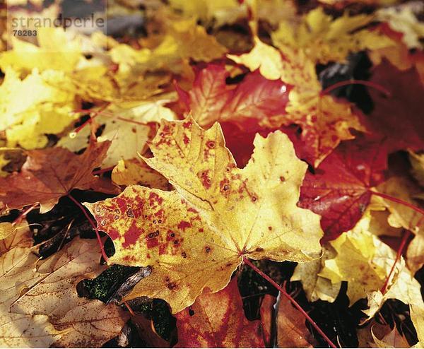 Ahornblatt Detail Details Ausschnitt Ausschnitte Natur Pflanze Herbst