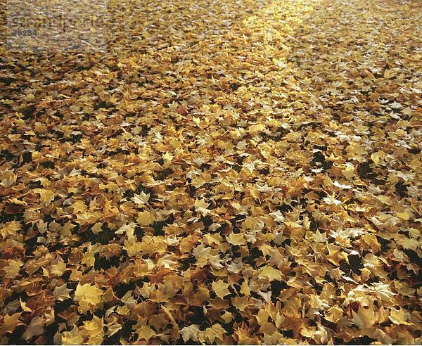 Boden Fußboden Fußböden Natur Pflanze Herbst Laub