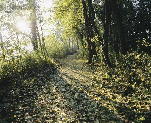 Wald Holz innerhalb Herbst Stimmung Sonne Weg