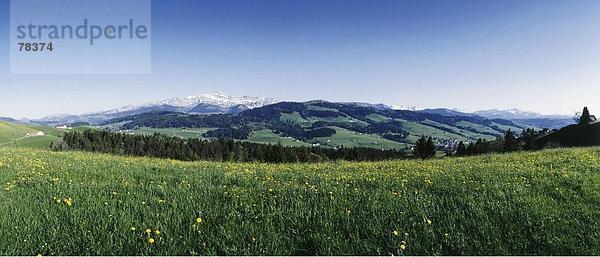 10651554  Appenzell  in der Nähe von Schwellbrunn  Blumenwiese  Frühling  Hill  Landschaft  Panorama  Santis  Schweiz  Europa
