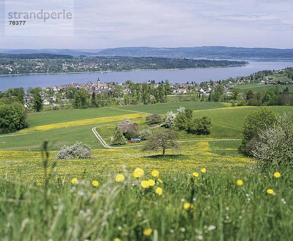 Landschaftlich schön landschaftlich reizvoll Europa Blume See Meer Dorf Kanton Thurgau Schweiz Bodensee