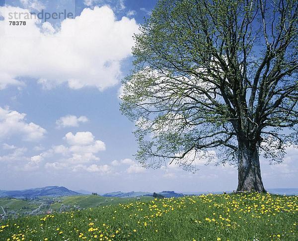 10651558  Baum  Blumenwiese  Frühling  Landschaft  Linde  Wolke  Himmel