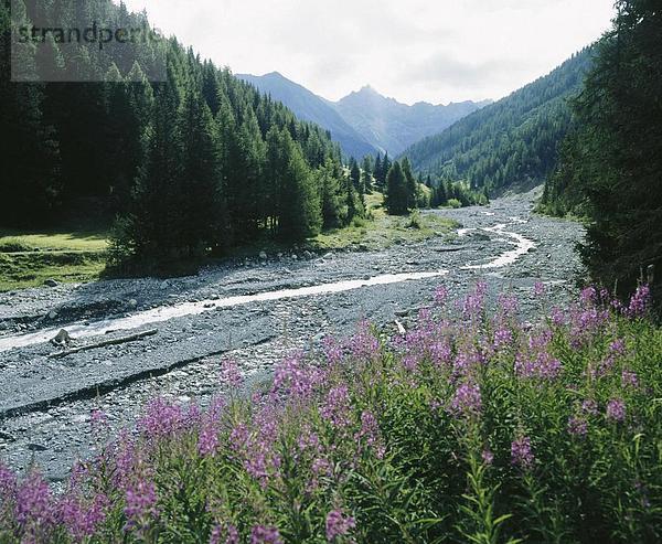Landschaftlich schön landschaftlich reizvoll Europa Berg Blume Bach Kanton Graubünden Schweiz