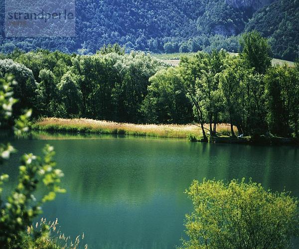 Naturschutzgebiet Landschaftlich schön landschaftlich reizvoll Europa Baum See Schilf Rhone Schweiz Kanton Wallis