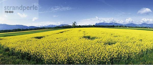 Panorama Berg gelb Landwirtschaft Blüte Feld Rapsfeld