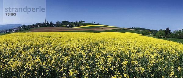 Panorama gelb Landwirtschaft Blüte Feld Rapsfeld Kanton Zürich