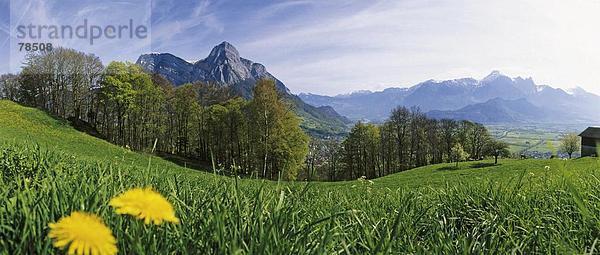 Landschaftlich schön landschaftlich reizvoll Berg Blume Alpen Löwenzahn Mels