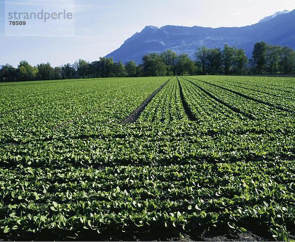 Europa Gemüse Landwirtschaft Feld anbauen Spinat Rheintal Schweiz