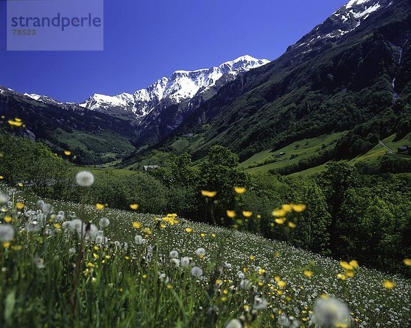 Blumenwiese Landschaftlich schön landschaftlich reizvoll Europa Berg Alpen Kanton Glarus Schweiz