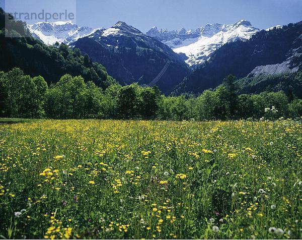 Blumenwiese Landschaftlich schön landschaftlich reizvoll Europa Berg Blume Alpen Kanton Glarus Schweiz