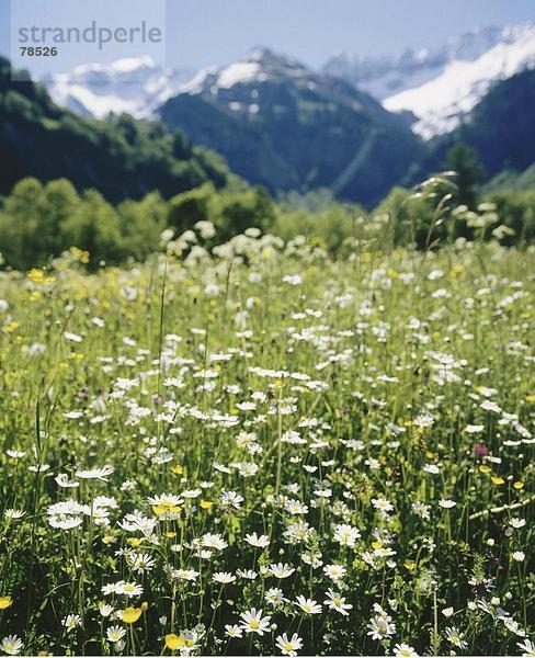 Blumenwiese Detail Details Ausschnitt Ausschnitte Landschaftlich schön landschaftlich reizvoll Europa Berg Blume Alpen Kanton Glarus Schweiz