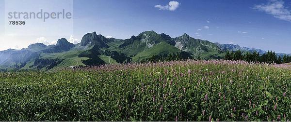 Blumenwiese Panorama Landschaftlich schön landschaftlich reizvoll Berg Blume Alpen Ansicht Kanton Bern