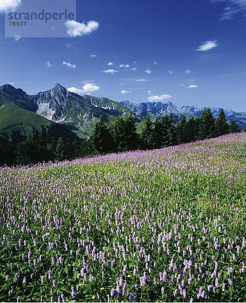 Blumenwiese Landschaftlich schön landschaftlich reizvoll Europa Berg Blume Alpen Ansicht Kanton Bern Schweiz