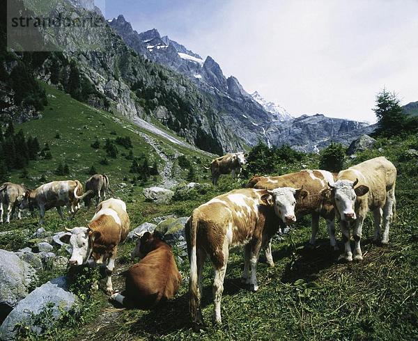 Hausrind Hausrinder Kuh Gebirge Berg Europäische Union EU Herde Herdentier Alpen Ofen Berner Oberland Kanton Bern Schweiz