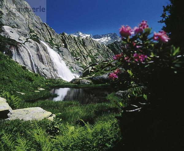 Felsbrocken Landschaftlich schön landschaftlich reizvoll Blume Steilküste Feld Berner Oberland Kanton Bern Euro Schweiz