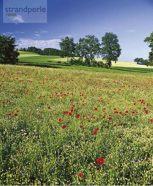 10652262  Blumen  Blumenwiese  Felder  Poppy  Natur  Wiese