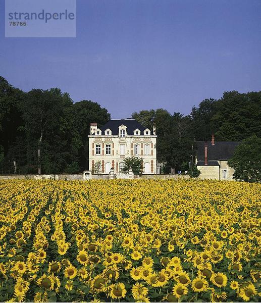 10753288  Architektur  Blumen  Botanik  EU  Europa  Europäische  Feld  Urlaub  Europa  Frankreich  Französisch  Hochbau