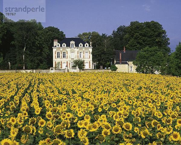 10753289  Architektur  Blumen  Botanik  EU  Europa  Europäische  Feld  Urlaub  Europa  Frankreich  Französisch  Hochbau