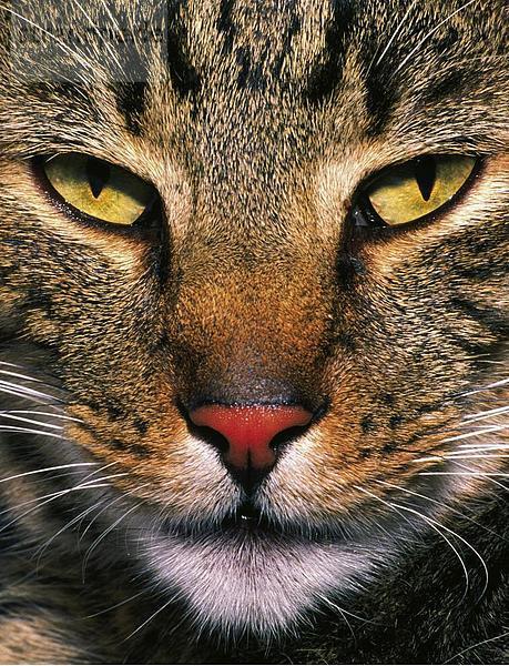 10760523  Hauskatze  inländische Katze  Katze  Natur  Porträt  Tier  Tier