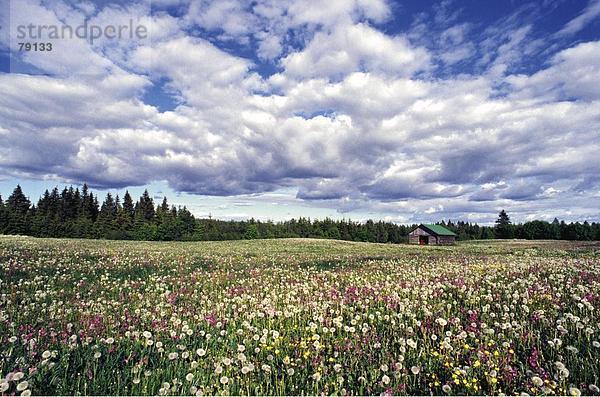 10760525  Blume  Blumenwiese  Feld  Finnland  Frühling  Himmel  Jahreszeit  Landschaft  Natur  Wetter  Wiese  Wolke