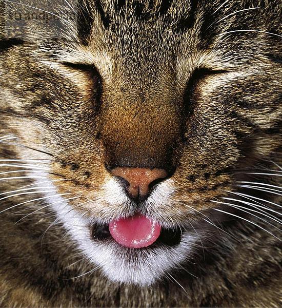 10760555  Emotion  Freude  Gefühl glücklich  fröhlich  Emotionen  Katze  lustig  lustige Bilder  Natur  Porträt  Spaß  Witz  mo