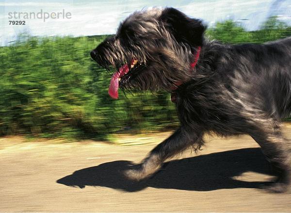 10760684  Hund  ausführen  zu Fuß  Natur  Tier  Tier  Zunge  Seezunge