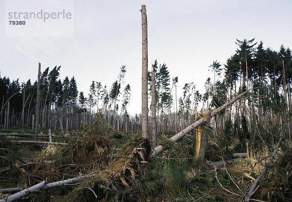 Landschaftlich schön landschaftlich reizvoll Umwelt Sturm Wald Natur Holz beschädigt Unglück Umweltschutz Klima