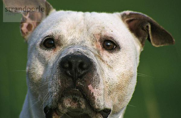 10761004  Hund  Porträt  Tier  Tier  Natur  American Staffordshire Terrier  Bekämpfung der Hund