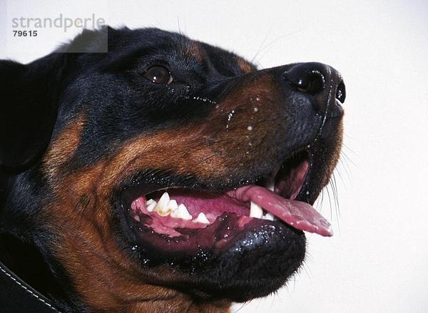 10761007  Natur  Porträt  Tier  Hund  Tier  Rottweiler  Bekämpfung der Hund