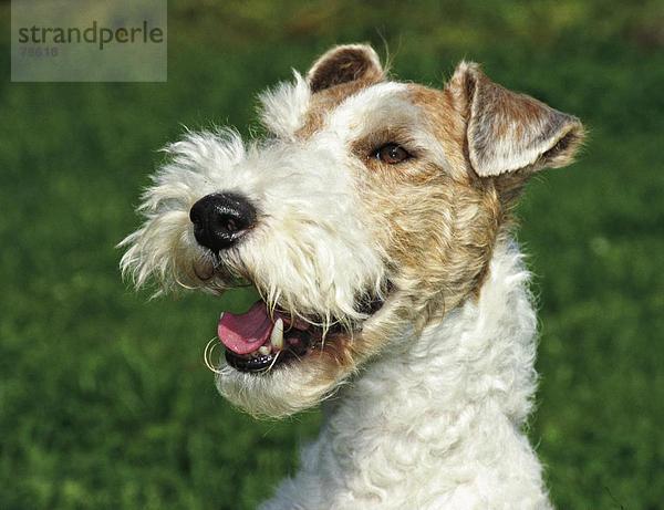 10761010  Emotion  frech  Freude  glücklich  fröhlich  Gefühl  Emotionen  Hund  amüsant  Natur  Porträt  Spaß  Witz  Stimmung  fox Te