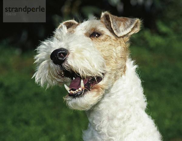 10761011  Emotion  frech  Freude  glücklich  fröhlich  Gefühl  Emotionen  Hund  amüsant  Natur  Porträt  Spaß  Witz  Stimmung  Tier