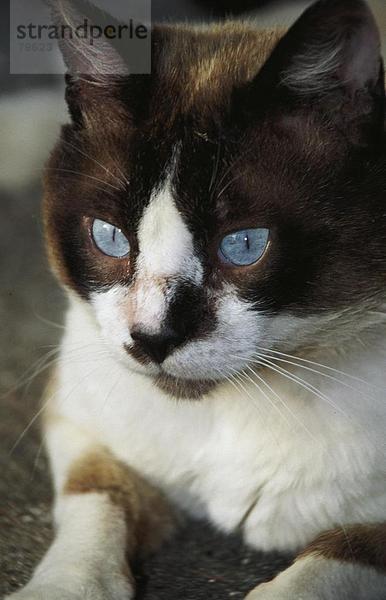 Portrait Tier Säugetier Natur blau Katze Hauskatze