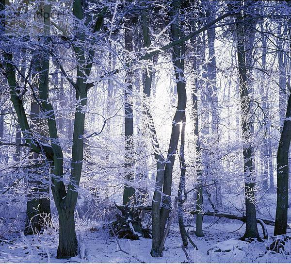 10761058  Baum  Eis  Emotion  friedliche  Gefühl  Emotionen  Gegenlicht  Saison  Landschaft  Laubwald  Licht  Natur  Outdoo