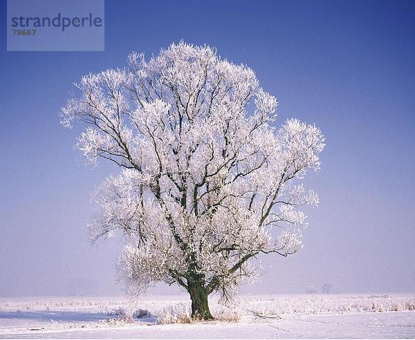 10761059  Baum  Eis  Emotion  friedliche  Gefühl  Gefühl  Saison  Landschaft  Natur  Outdoor  Pflanze  Stimmung  Schnee  Winter