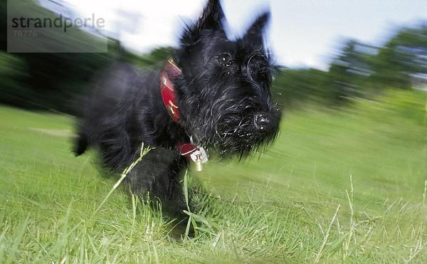 10761168  Terrier  Freude  gerne  glücklich  fröhlich  nur von Geschwindigkeit  Schnelligkeit  Gras  gutes Wetter  gutes Wetter  Hund  Smal