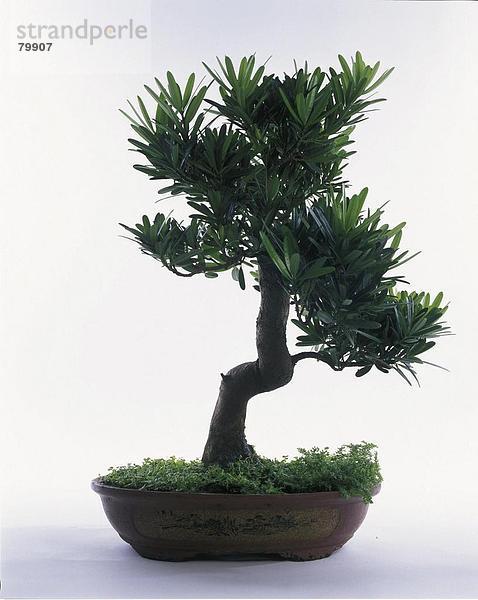 10761299  Baum  Bonsai  Tradition  Japan  Asien  Japan  Asienisch  Natur  Pflanze  Tradition  traditionellen