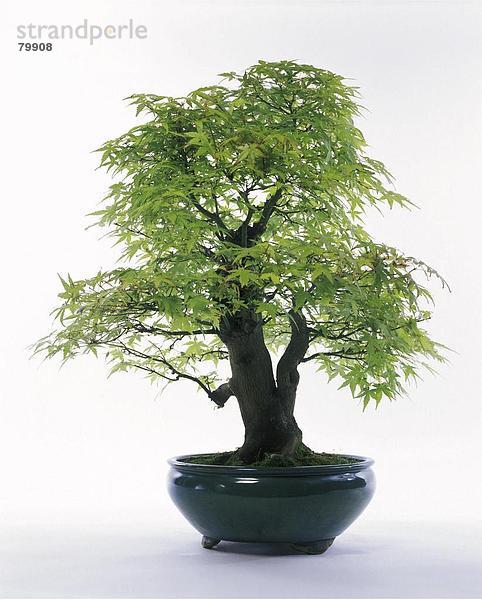 10761300  Baum  Bonsai  Tradition  Japan  Asien  Japan  Asienisch  Natur  Pflanze  Tradition  traditionellen