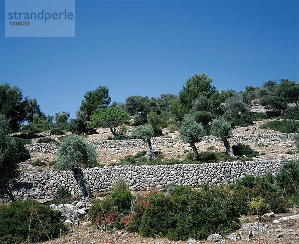 Stein  Wand  Baum  Landschaft  Spanien