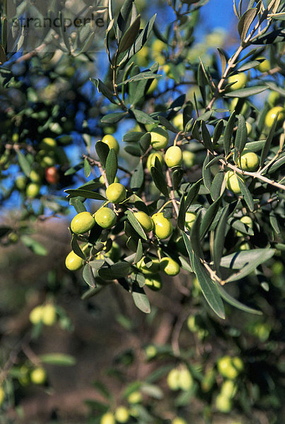 Oliven bei Lex Baux de Provence