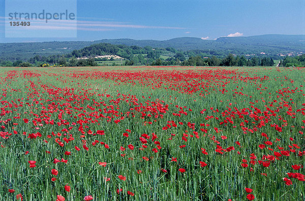 Mohnfeld im Luberongebirge