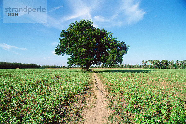 Baum im Feld