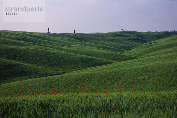 Grashügel und Horizont