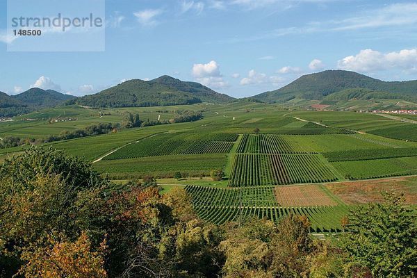 Erhöhte Ansicht eines Weinberges