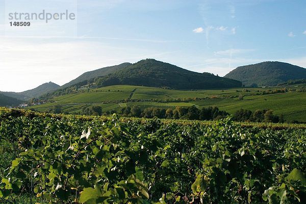 Erhöhte Ansicht eines Weinberges