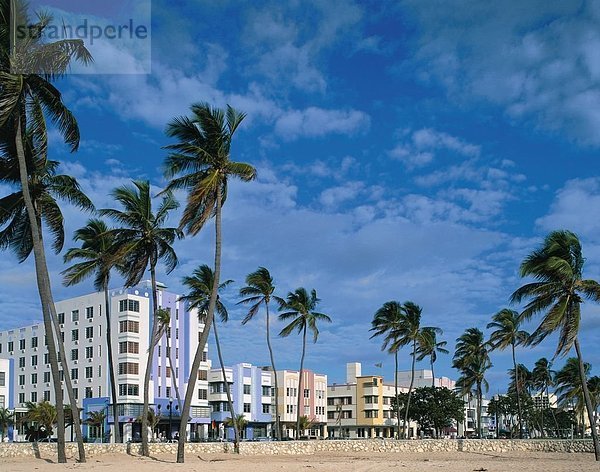 Palmen an Gebäuden  Miami  Miami-Dade County  Florida  USA